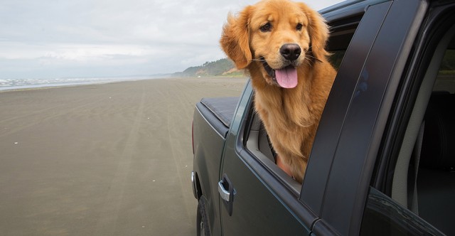 Dog As Copilot: Accessories For Safe, Fun travels
